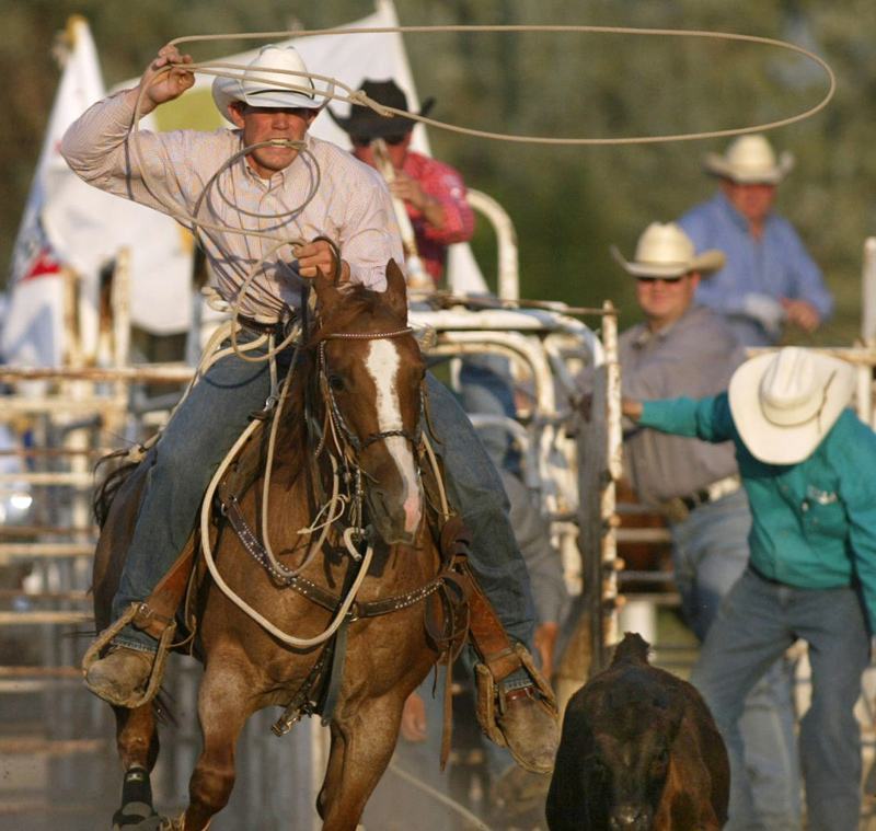 Cattle Roping